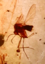 Amber with Insect Inclusions
