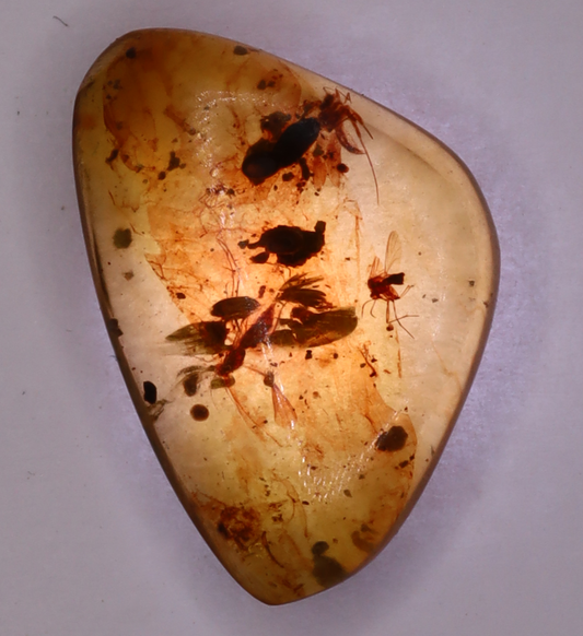 Amber, [17mm] Natural Amber, Amber Fossils, Fluorescent Amber, Amber Inclusions, Fossilized Amber, Insect Included Amber, Ancient Amber, Insect Fossil, 6A