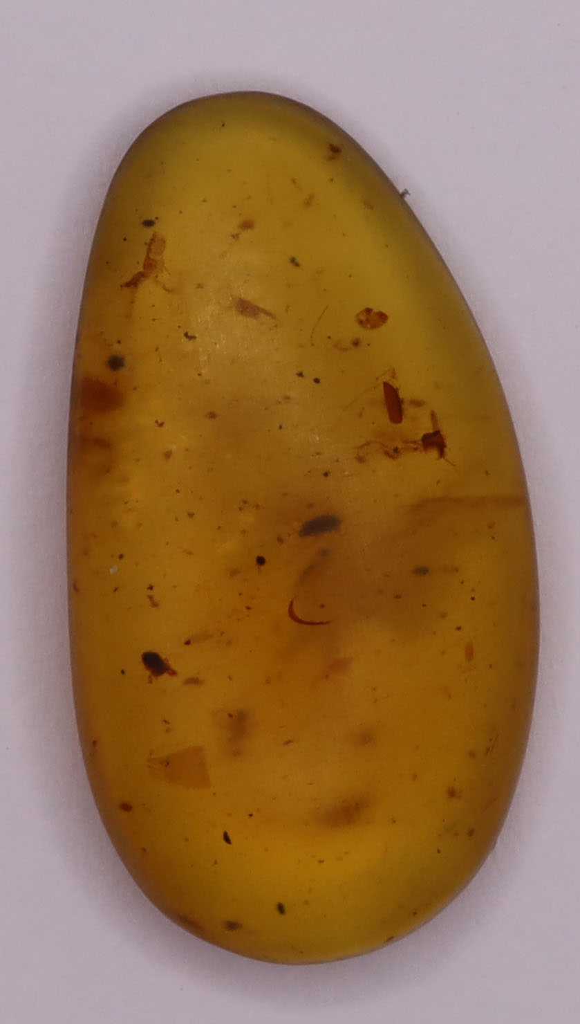 Amber, [22mm] Natural Amber, Amber Fossils, Fluorescent Amber, Amber Plant Inclusions, Fossilized Amber, Plant Included Amber, Ancient Amber, 21