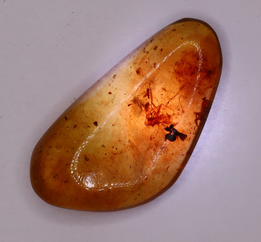 Amber, [21mm] Natural Amber, Amber Fossils, Fluorescent Amber, Amber Plant Inclusions, Fossilized Amber, Plant Included Amber, Ancient Amber, A9