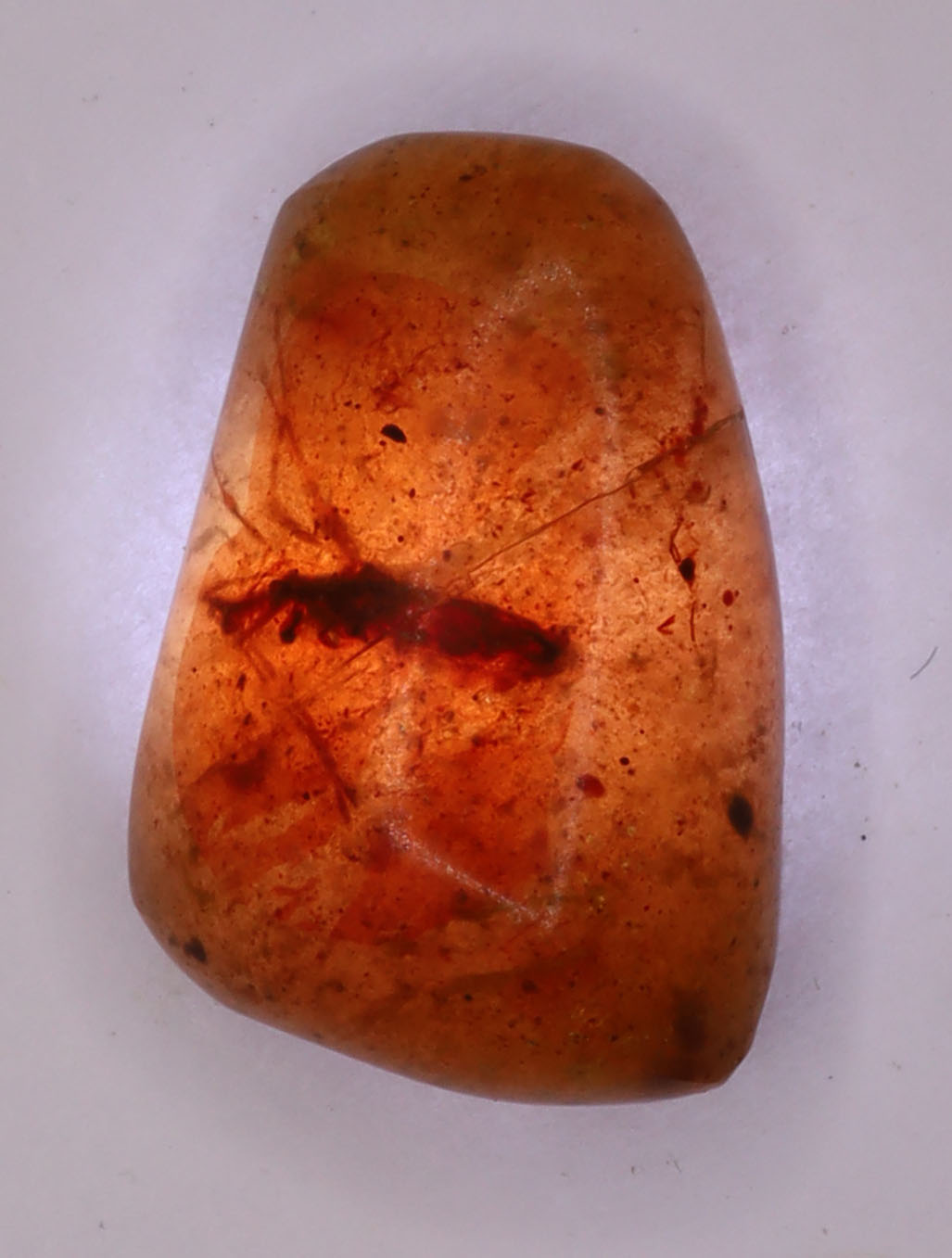 Amber, [16mm] Natural Amber, Amber Fossils, Fluorescent Amber, Amber Plant Inclusions, Fossilized Amber, Plant Included Amber, Ancient Amber, 4A