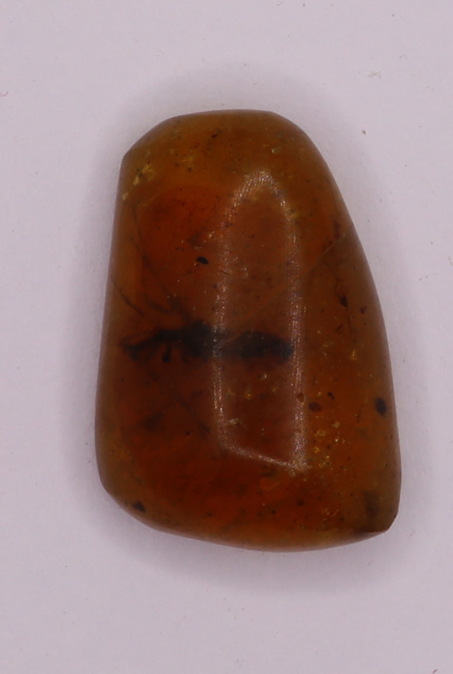 Amber, [16mm] Natural Amber, Amber Fossils, Fluorescent Amber, Amber Plant Inclusions, Fossilized Amber, Plant Included Amber, Ancient Amber, 4A