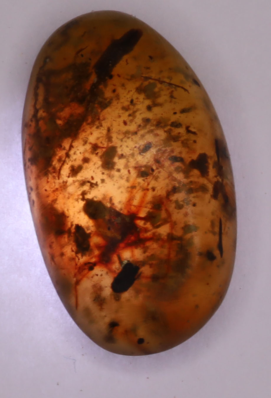 Amber, [17mm] Natural Amber, Amber Fossils, Fluorescent Amber, Amber Plant Inclusions, Fossilized Amber, Plant Included Amber, Ancient Amber, 12A