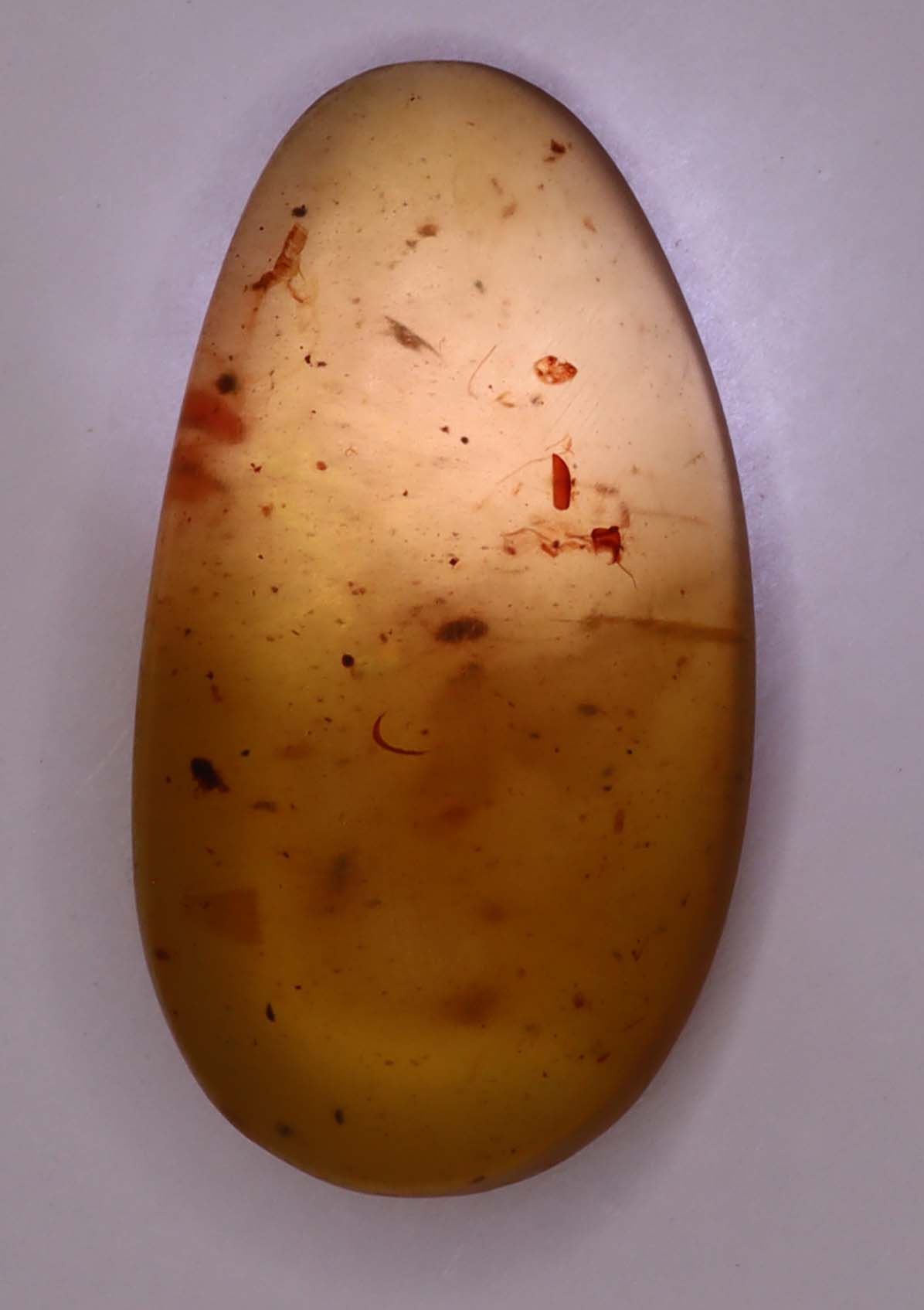 Amber, [22mm] Natural Amber, Amber Fossils, Fluorescent Amber, Amber Plant Inclusions, Fossilized Amber, Plant Included Amber, Ancient Amber, 21