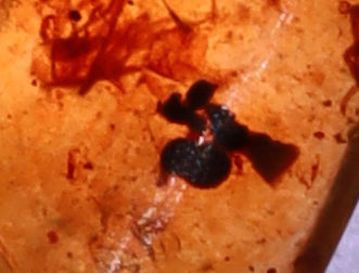 Amber, [21mm] Natural Amber, Amber Fossils, Fluorescent Amber, Amber Plant Inclusions, Fossilized Amber, Plant Included Amber, Ancient Amber, A9