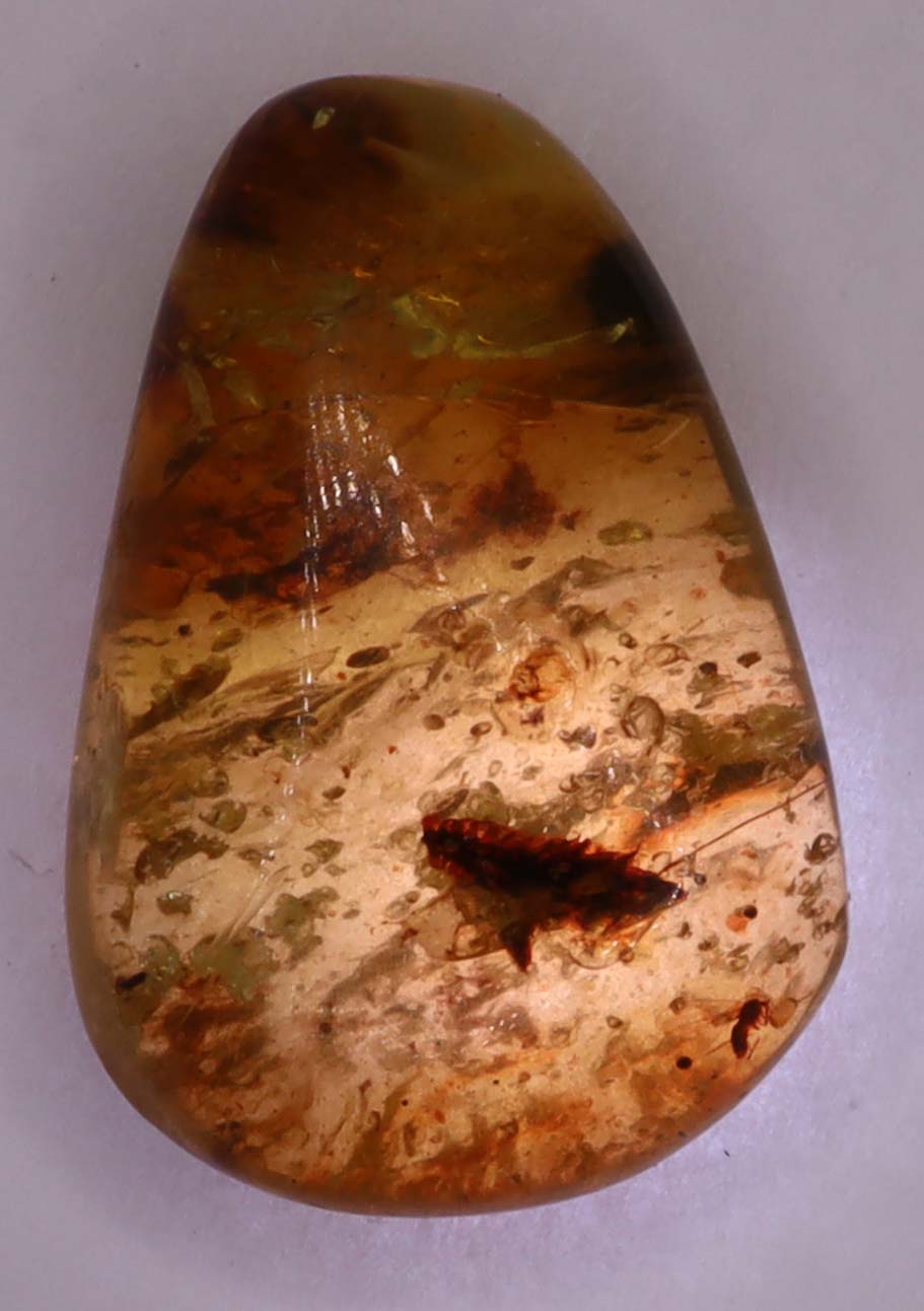 Amber, [17mm] Natural Amber, Amber Fossils, Fluorescent Amber, Amber Plant Inclusions, Fossilized Amber, Plant Included Amber, Ancient Amber, 20