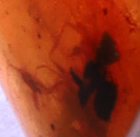 Amber, [21mm] Natural Amber, Amber Fossils, Fluorescent Amber, Amber Plant Inclusions, Fossilized Amber, Plant Included Amber, Ancient Amber, A9