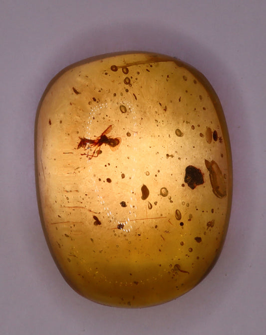 Amber, [18mm] Natural Amber, Amber Fossils, Fluorescent Amber, Amber Inclusions, Fossilized Amber, Insect Included Amber, Ancient Amber, Insect Fossil, 7