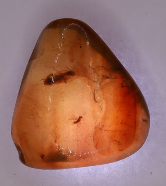 Amber, [13mm] Natural Amber, Amber Fossils, Fluorescent Amber, Amber Inclusions, Fossilized Amber, Insect Included Amber, Ancient Amber, Insect Fossil, 17