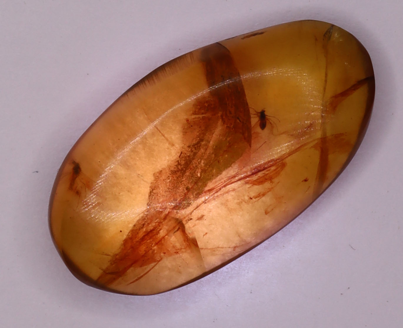 Amber, [19mm] Natural Amber, Amber Fossils, Fluorescent Amber, Amber Inclusions, Fossilized Amber, Insect Included Amber, Ancient Amber, Insect Fossil, 15