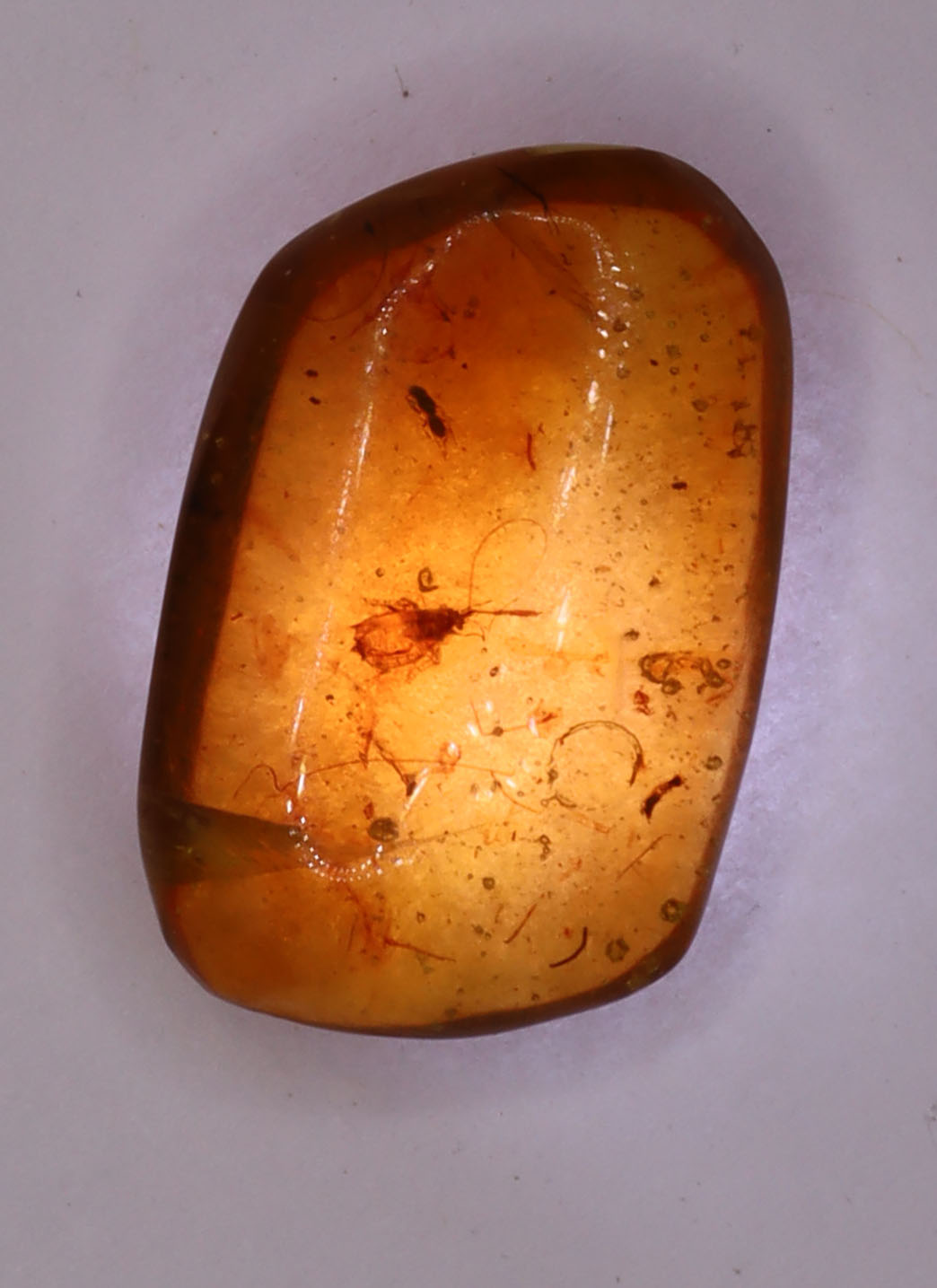 Amber, [15mm] Natural Amber, Amber Fossils, Fluorescent Amber, Amber Inclusions, Fossilized Amber, Insect Included Amber, Ancient Amber, Insect Fossil, 11A