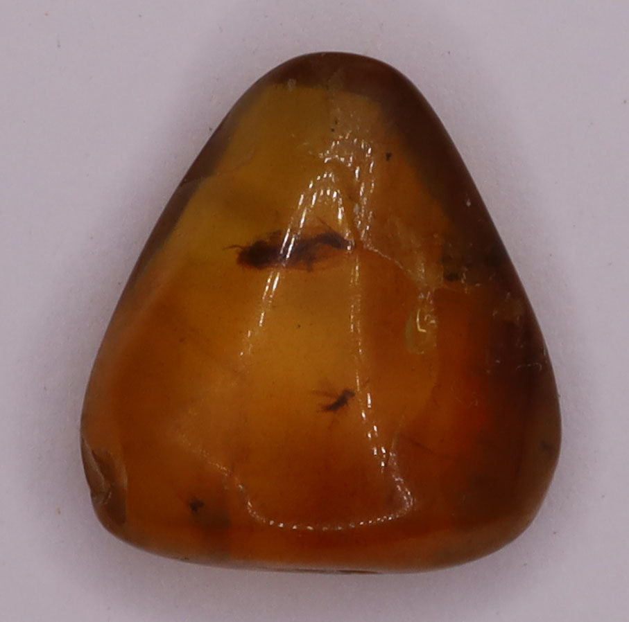 Amber, [13mm] Natural Amber, Amber Fossils, Fluorescent Amber, Amber Inclusions, Fossilized Amber, Insect Included Amber, Ancient Amber, Insect Fossil, 17