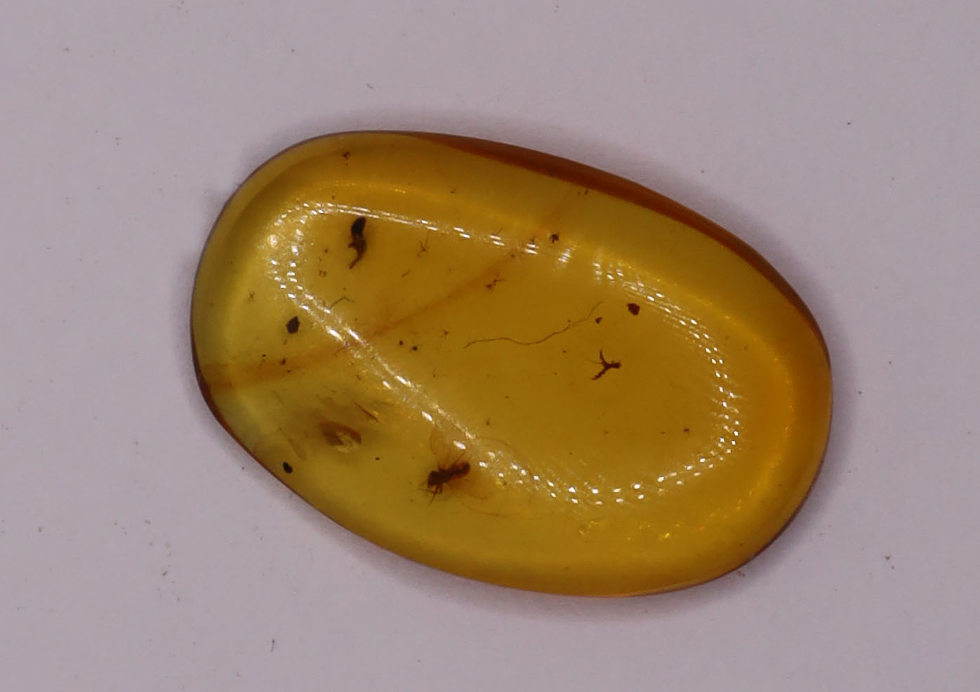 Amber, [16mm] Natural Amber, Amber Fossils, Fluorescent Amber, Amber Inclusions, Fossilized Amber, Insect Included Amber, Ancient Amber, Insect Fossil, 8A