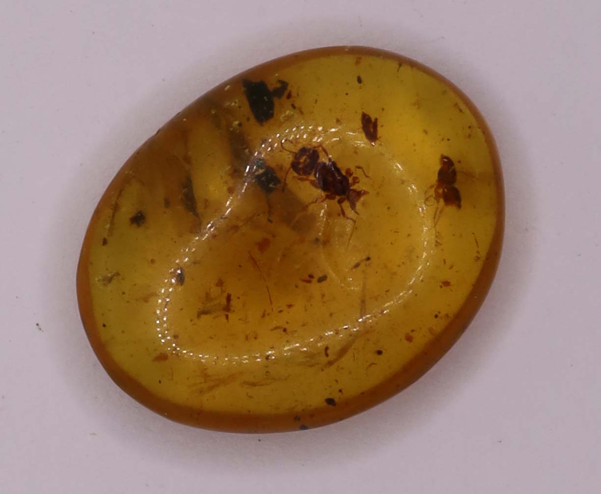 Amber, [16mm] Natural Amber, Amber Fossils, Fluorescent Amber, Amber Inclusions, Fossilized Amber, Insect Included Amber, Ancient Amber, Insect Fossil, 4