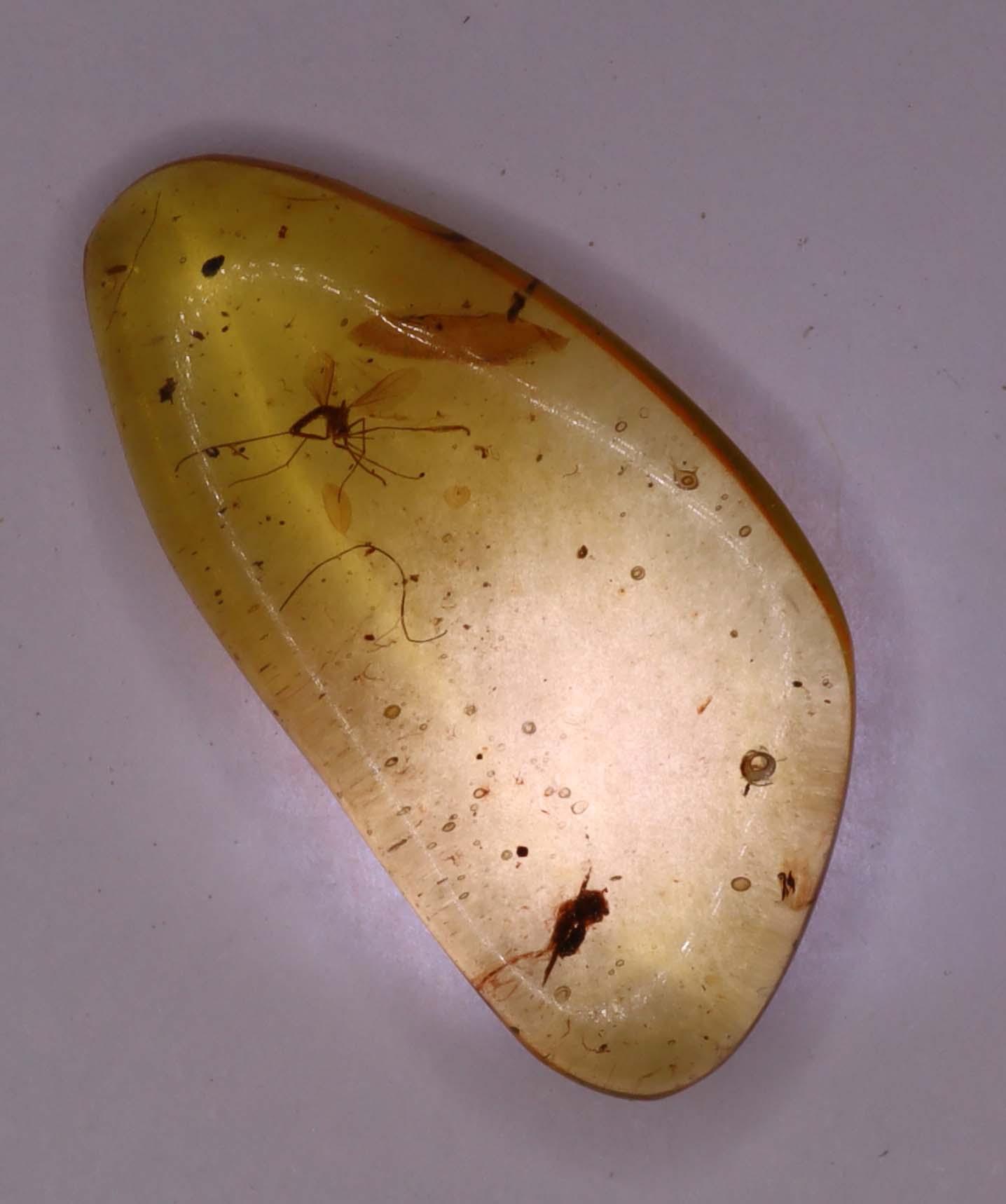 Amber, [22mm] Natural Amber, Amber Fossils, Fluorescent Amber, Amber Inclusions, Fossilized Amber, Insect Included Amber, Ancient Amber, Insect Fossil, 16