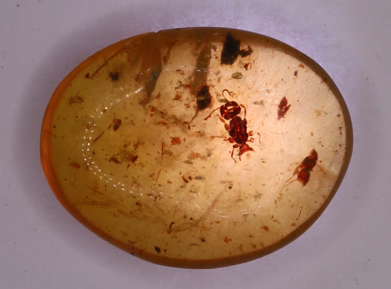 Amber, [16mm] Natural Amber, Amber Fossils, Fluorescent Amber, Amber Inclusions, Fossilized Amber, Insect Included Amber, Ancient Amber, Insect Fossil, 4