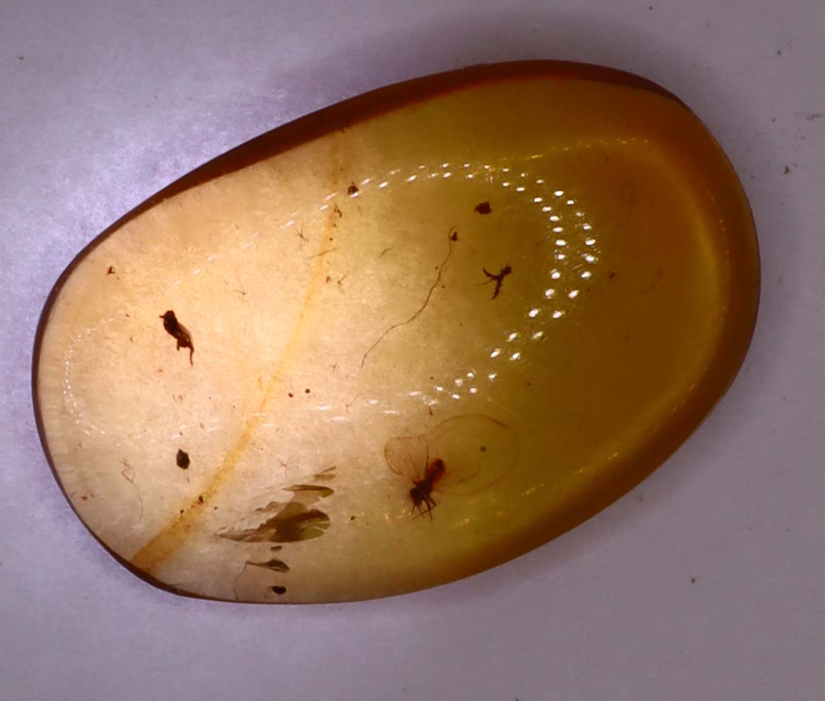 Amber, [16mm] Natural Amber, Amber Fossils, Fluorescent Amber, Amber Inclusions, Fossilized Amber, Insect Included Amber, Ancient Amber, Insect Fossil, 8A