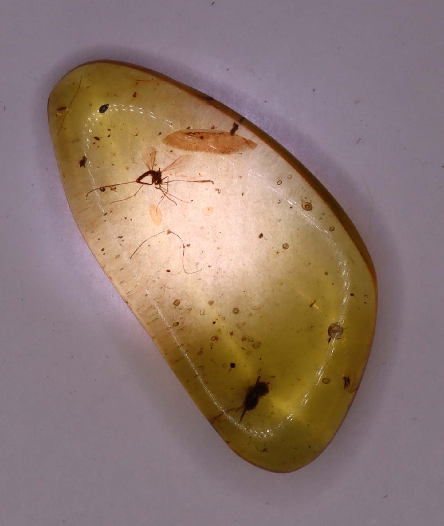 Amber, [22mm] Natural Amber, Amber Fossils, Fluorescent Amber, Amber Inclusions, Fossilized Amber, Insect Included Amber, Ancient Amber, Insect Fossil, 16